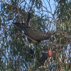 Callocephalon fimbriatum (Gang-gang Cockatoo) at Red Hill to Yarralumla Creek - 26 Jun 2019 by JackyF