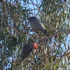 Callocephalon fimbriatum at Hughes, ACT - 26 Jun 2019