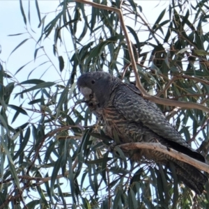 Callocephalon fimbriatum at Hughes, ACT - 26 Jun 2019