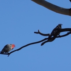 Callocephalon fimbriatum at Hughes, ACT - 26 Jun 2019