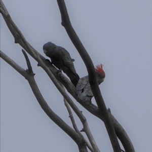 Callocephalon fimbriatum at Hughes, ACT - 26 Jun 2019