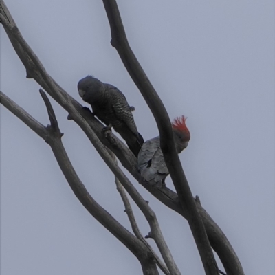 Callocephalon fimbriatum (Gang-gang Cockatoo) at Red Hill to Yarralumla Creek - 25 Jun 2019 by JackyF