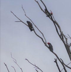 Callocephalon fimbriatum at Hughes, ACT - 26 Jun 2019