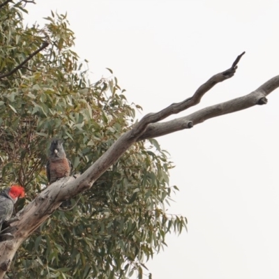 Callocephalon fimbriatum (Gang-gang Cockatoo) at Red Hill to Yarralumla Creek - 25 Jun 2019 by JackyF