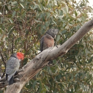 Callocephalon fimbriatum at Hughes, ACT - 26 Jun 2019