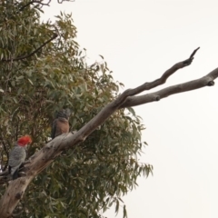 Callocephalon fimbriatum at Hughes, ACT - 26 Jun 2019