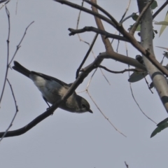 Pachycephala pectoralis (Golden Whistler) at Deakin, ACT - 27 Jun 2019 by JackyF