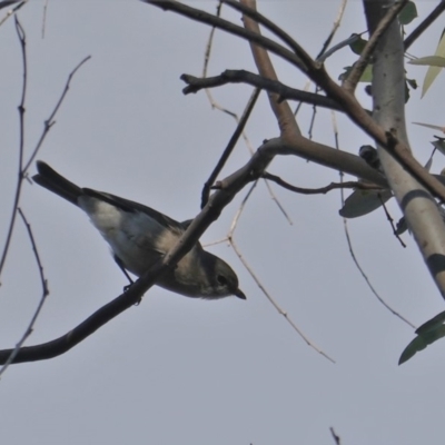 Pachycephala pectoralis (Golden Whistler) at Red Hill Nature Reserve - 27 Jun 2019 by JackyF