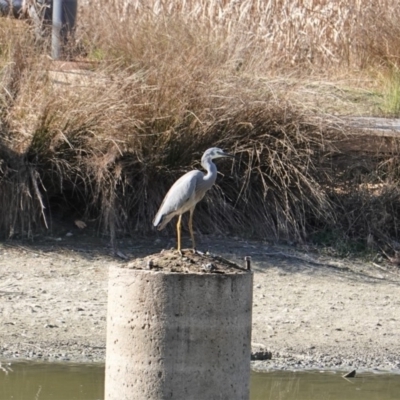 Egretta novaehollandiae (White-faced Heron) at Phillip, ACT - 25 Jun 2019 by JackyF