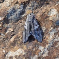 Capusa (genus) (Wedge moth) at Hughes, ACT - 26 Jun 2019 by JackyF