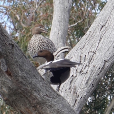 Chenonetta jubata (Australian Wood Duck) at Mount Mugga Mugga - 27 Jun 2019 by JackyF