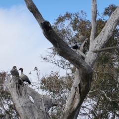 Chenonetta jubata at Symonston, ACT - 27 Jun 2019 11:23 AM