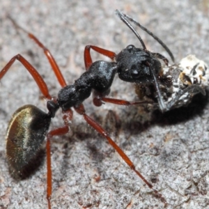 Camponotus suffusus at Hackett, ACT - 20 Jun 2019 12:47 PM