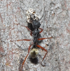 Camponotus suffusus at Hackett, ACT - 20 Jun 2019