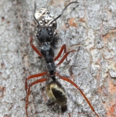 Camponotus suffusus at Hackett, ACT - 20 Jun 2019