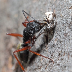 Camponotus suffusus at Hackett, ACT - 20 Jun 2019