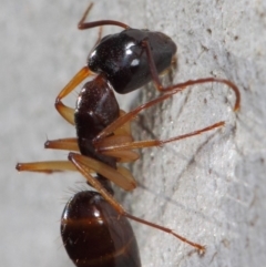 Camponotus claripes (Pale-legged sugar ant) at Acton, ACT - 27 Jun 2019 by TimL