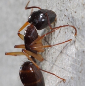 Camponotus claripes at Acton, ACT - 27 Jun 2019