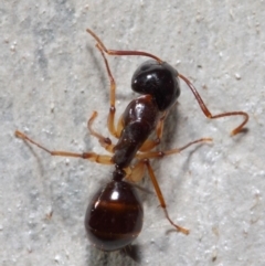 Camponotus claripes at Acton, ACT - 27 Jun 2019