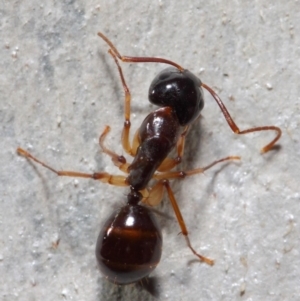 Camponotus claripes at Acton, ACT - 27 Jun 2019