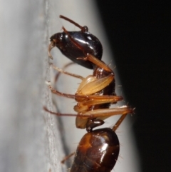 Camponotus claripes at Acton, ACT - 27 Jun 2019 01:30 PM