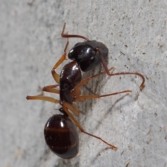 Camponotus claripes at Acton, ACT - 27 Jun 2019