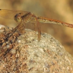 Diplacodes haematodes (Scarlet Percher) at Point Hut to Tharwa - 3 Apr 2019 by michaelb