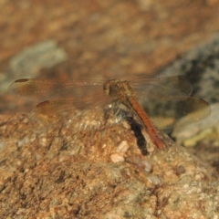 Diplacodes haematodes at Tuggeranong DC, ACT - 3 Apr 2019