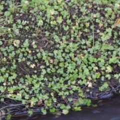 Hydrocotyle tripartita (Pennywort) at Point Hut to Tharwa - 8 Jul 2017 by michaelb