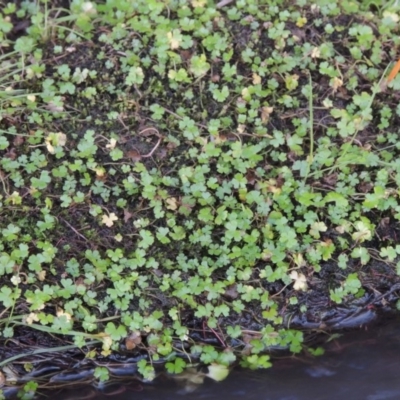 Hydrocotyle tripartita (Pennywort) at Tuggeranong DC, ACT - 8 Jul 2017 by MichaelBedingfield