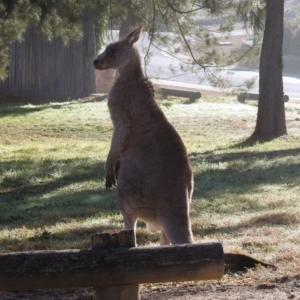 Macropus giganteus at Macarthur, ACT - 28 Jun 2019 09:48 AM