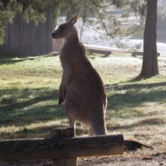 Macropus giganteus (Eastern Grey Kangaroo) at Macarthur, ACT - 27 Jun 2019 by RodDeb