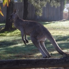 Macropus giganteus at Macarthur, ACT - 28 Jun 2019 09:48 AM