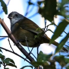 Pachycephala olivacea (Olive Whistler) at Tidbinbilla Nature Reserve - 25 Jun 2019 by RodDeb