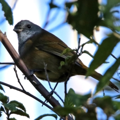 Pachycephala olivacea (Olive Whistler) at Tidbinbilla Nature Reserve - 25 Jun 2019 by RodDeb