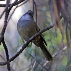 Pachycephala olivacea at Paddys River, ACT - 25 Jun 2019