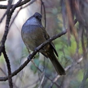 Pachycephala olivacea at Paddys River, ACT - suppressed