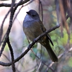 Pachycephala olivacea at Paddys River, ACT - suppressed