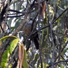 Pachycephala olivacea at Paddys River, ACT - 25 Jun 2019