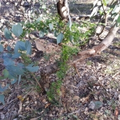 Asparagus asparagoides (Bridal Creeper, Florist's Smilax) at Campbell, ACT - 29 Jun 2019 by SilkeSma