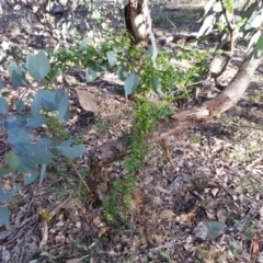 Asparagus asparagoides (Bridal Creeper, Florist's Smilax) at Mount Ainslie - 28 Jun 2019 by SilkeSma