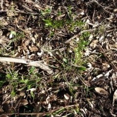 Asparagus asparagoides at Campbell, ACT - 29 Jun 2019 09:20 AM