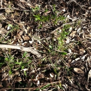 Asparagus asparagoides at Campbell, ACT - 29 Jun 2019 09:20 AM