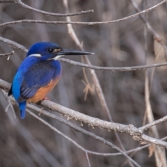 Ceyx azureus (Azure Kingfisher) at Point Hut to Tharwa - 29 Jun 2019 by rawshorty