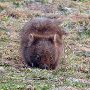 Vombatus ursinus at Gordon, ACT - 29 Jun 2019