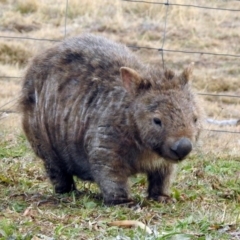 Vombatus ursinus at Gordon, ACT - 29 Jun 2019