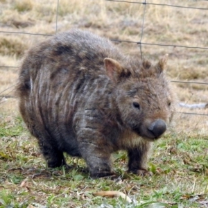 Vombatus ursinus at Gordon, ACT - 29 Jun 2019 03:55 PM