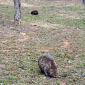 Vombatus ursinus at Gordon, ACT - 29 Jun 2019 03:55 PM