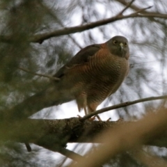 Tachyspiza cirrocephala (Collared Sparrowhawk) at Tuggeranong DC, ACT - 29 Jun 2019 by RodDeb