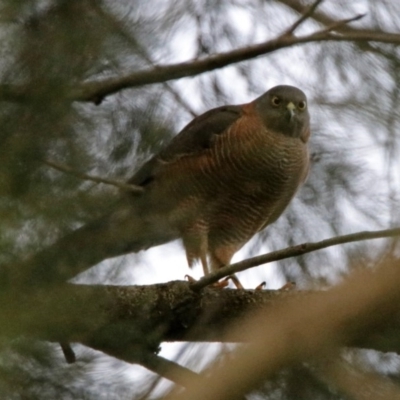 Tachyspiza cirrocephala (Collared Sparrowhawk) at Tuggeranong DC, ACT - 29 Jun 2019 by RodDeb